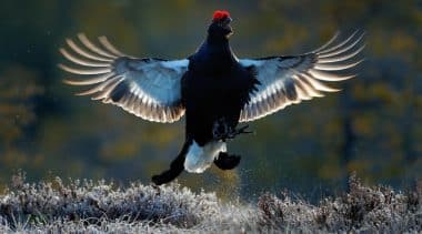 Poll Shows Voters Support State-based Sage Grouse Conservation