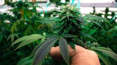 States Reform Act would help California’s struggling legal marijuana market