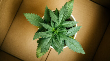 California’s Marijuana Delivery Law Is Clearer Than It Seems